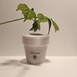 Custom 3D Recycled Pot